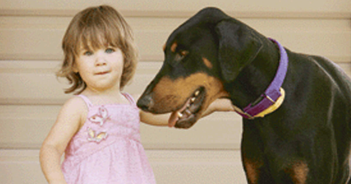 Köpeği 17 Aylık Kızına Agresif Tavırlar Sergileyince Kızını İçeriye Aldı – Köpeğe Yakından Bakınca Nedenini Anladı