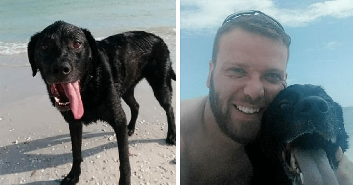 Köpeğiyle Sahile Gittikten 48 Saat Sonra Köpek Az Kalsın Ölüyordu – Sahibi Şimdi Bütün Köpek Sahiplerini Uyarıyor