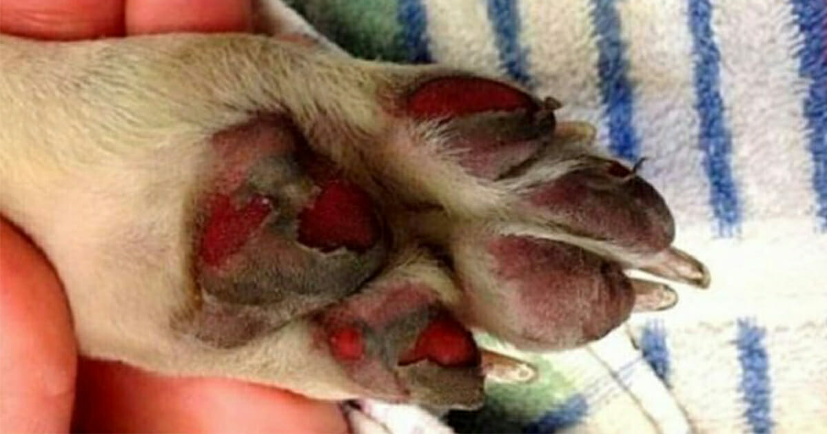 Sıcak Havalarda Köpeğinizi Dışarıya Çıkartıyorsanız Buna Mutlaka Dikkat Edin