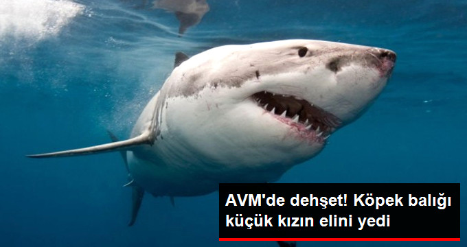 Çin’de Bir Avm’de Üstü Açık Akvaryumdaki Köpek Balığı Küçük Kızın Elini Isırdı