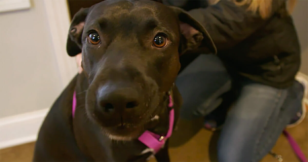 Doğumdan Sonra Sahiplendirilen 12 Yavrusuyla Bir Yıl Sonra Bir Araya Gelen Anne Böyle Heyecanlandı