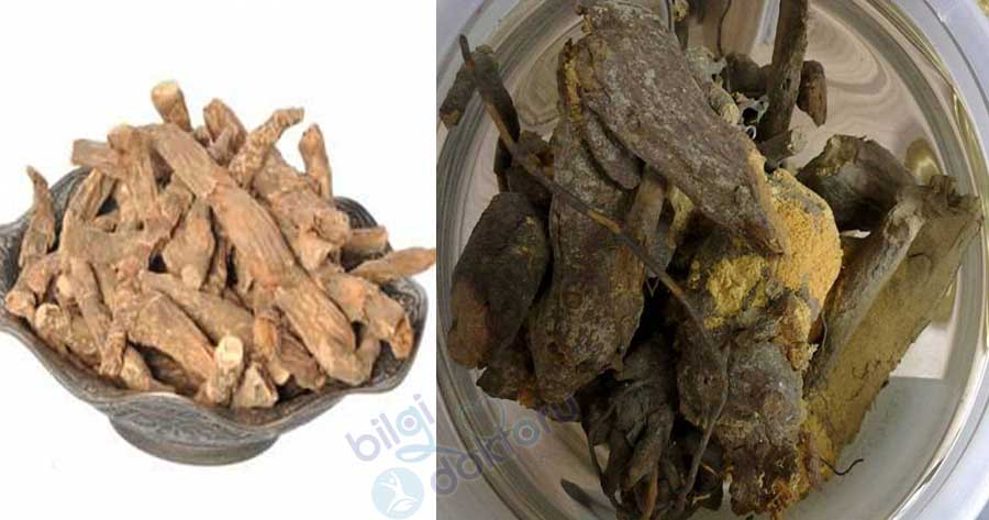 Böğürtlen Kökü ile Varis Tedavisi