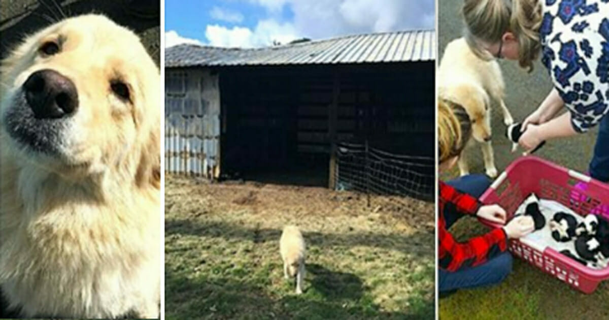 Yangında Yavrularını Kaybeden Köpek Hayata Küstü – Sahibi Çözümü Facebook’ta Buldu