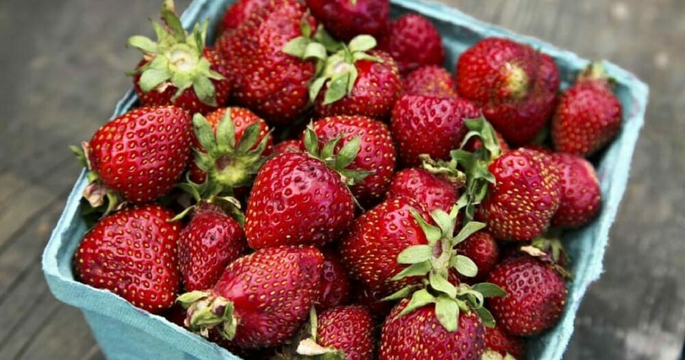 Tecrübeli Çiftçi Çilekleri Taze Tutmanın Ve Ömürleri Uzatmanın Sırrını Açıkladı