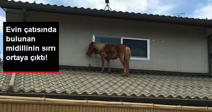 Sel Felaketinde Kaybolan Midilli, Sular Çekilince Evin Çatısında Ortaya Çıktı