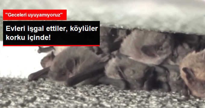 Şırnak’ta Evler Yarasa İşgali Altında, Köylüler Korku İçinde