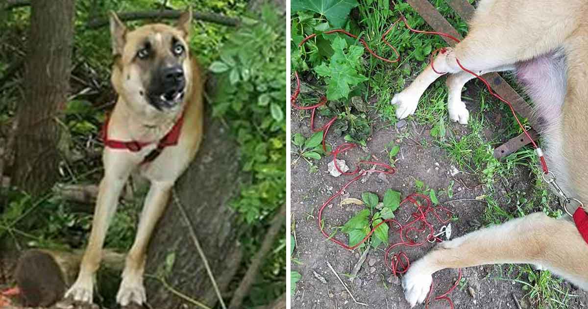 Cani Sahibi Tarafından Ayağından Bağlı Halde Ormana Terkedildi – 3 Gün Sonra Bir Hayvansever Onu Böyle Kurtardı