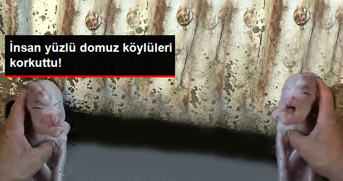 Çin’de Doğan İnsan Yüzlü Domuz Köylüleri Şaşkına Çevirdi