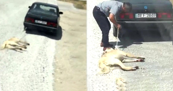 Arabanın Arkasına Bağladığı Köpeğe İşkence Yapmıştı! Meğer Hayvanı Çalmaya Çalışıyormuş