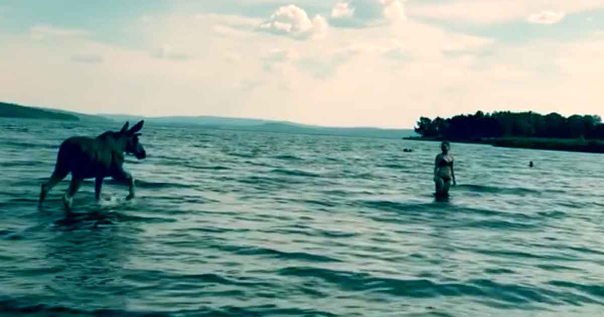 Kadın Gölde Serinlerken Yanına Gelen Davetsiz Misafir Bakın Ne Yaptı