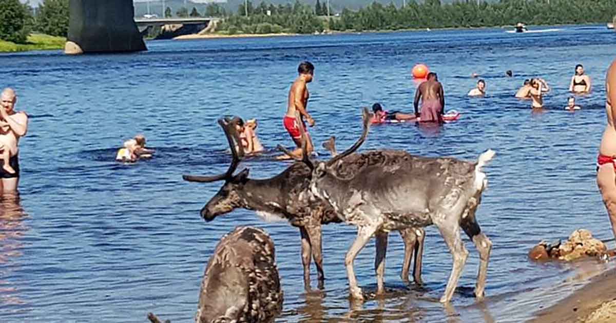 Bu Da Oldu – Sıcaktan Bunalan Rengeyikleri İnsanlarla Beraber Denize Girdiler