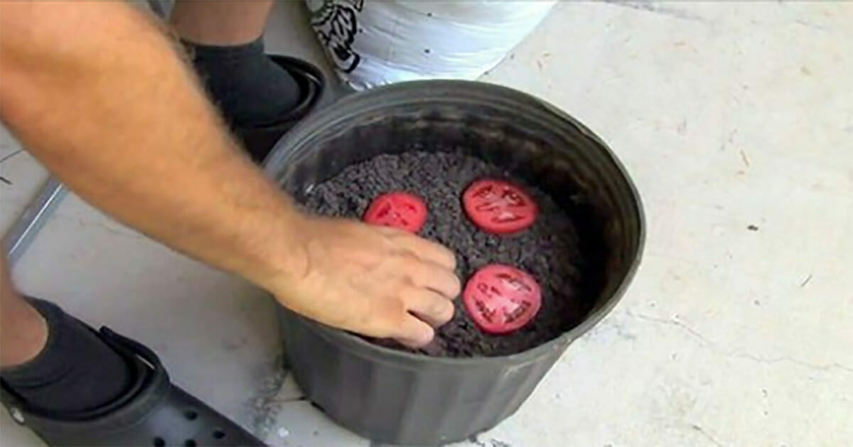 Çürüyen Domateslerini Çöpe Atmak Yerine Saksıya Koydu – Birkaç Haftada Gördüğüne İnanamadı