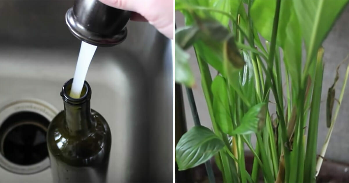 Komşularınıza Bel Bağlamayı Bırakın – Bu Yöntemle Tatile Çıktığınızda Çiçekleriniz Kendiliğinden Sulanacak