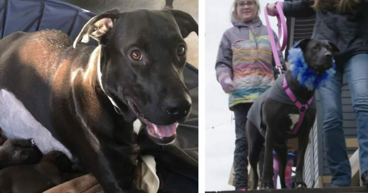 12 Yavrusuyla Bir Yıl Sonra Yeniden Buluşan Anne Böyle Sevindi