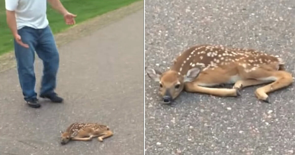 Yolun Ortasında Yatan Geyik Yavrusunu Görünce Yardıma Koştu – Yaptığı İlginç Hamleyle Hayvanın Hayatını Böyle Kurtardı