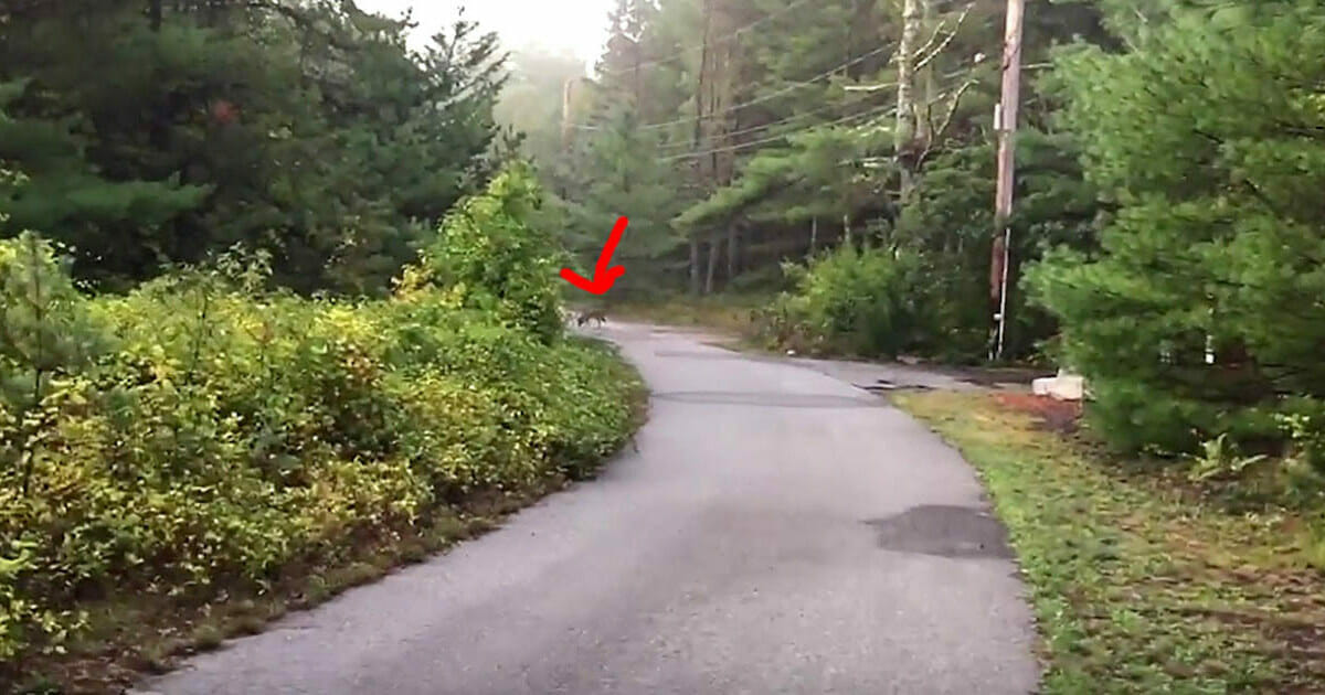 Köpeğin Evden Kaçıp Ormana Doğru Koştu – Sahibi Köpeğin Yanına Gider Gitmez Polisi Aradı