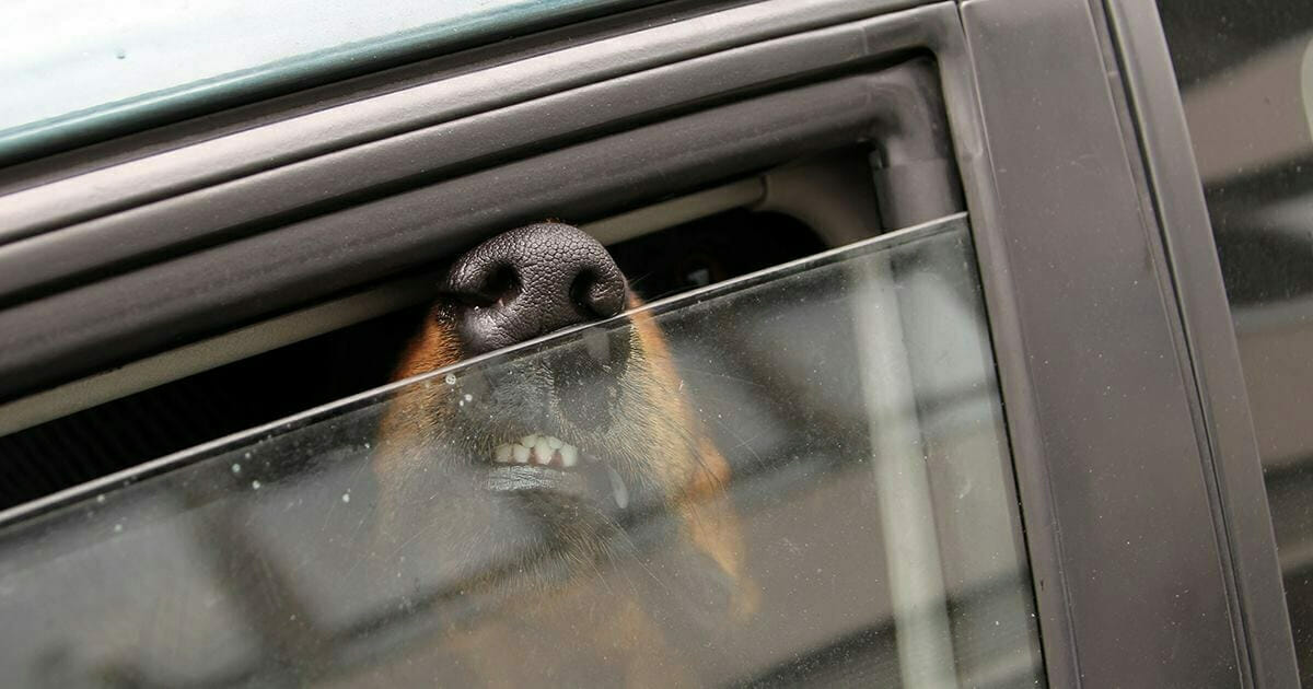 2.5 Saat Boyunca Araçta Bırakılan Polis Köpeği Hayatını Kaybetti – Polis Hakkında Soruşturma Başlatıldı