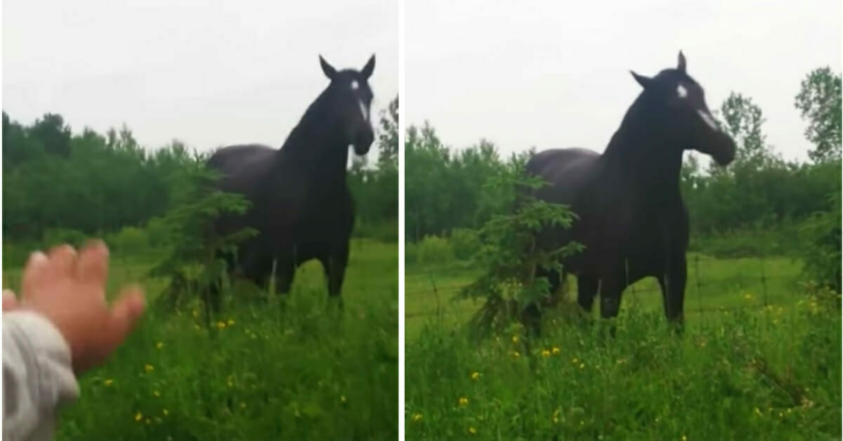 Yoldan Geçerken Bir At Görüp Durdular – Atın Yapacağından Habersizlerdi