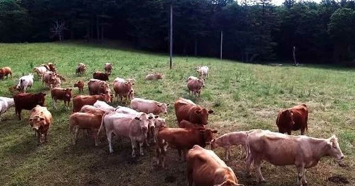 İneklerin Bulunduğu Çiftliğe Drone İle Bakmak İstedi – Yakınlaştırınca Gözlerine İnanamadı