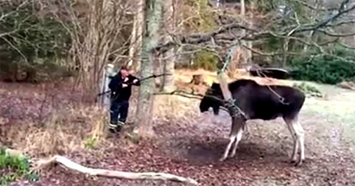 İki Arkadaş Ormana Gezintiye Çıktıkları Sırada Bir Sığına Rastladılar – Yakından Bakınca Hemen Yardıma Koştular