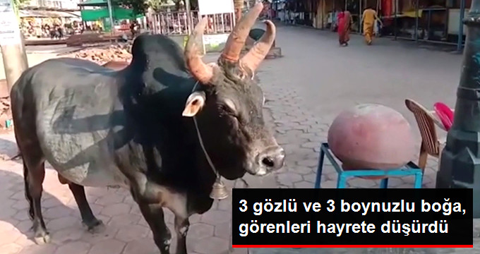 3 Gözü ve 3 Boynuzu Olan Boğa, Sosyal Medyada Büyük İlgi Gördü