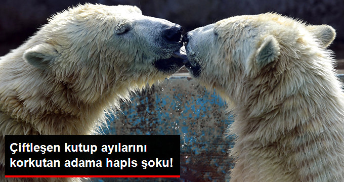 Çiftleşen Kutup Ayılarını Korkutan Adama Hapis Cezası Verildi