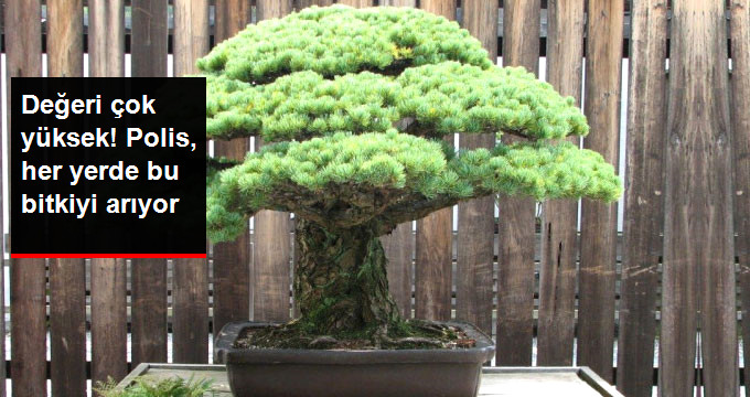 Polis Her Yerde, 56 Yaşındaki Bitkiyi Arıyor