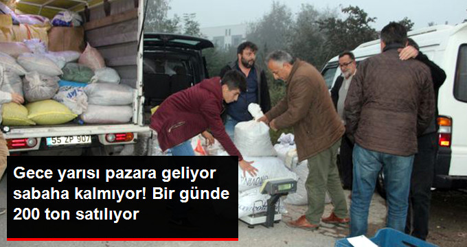 Düzce Kuzusu Olarak Bilinen Kestane Kapış Kapış Satılıyor