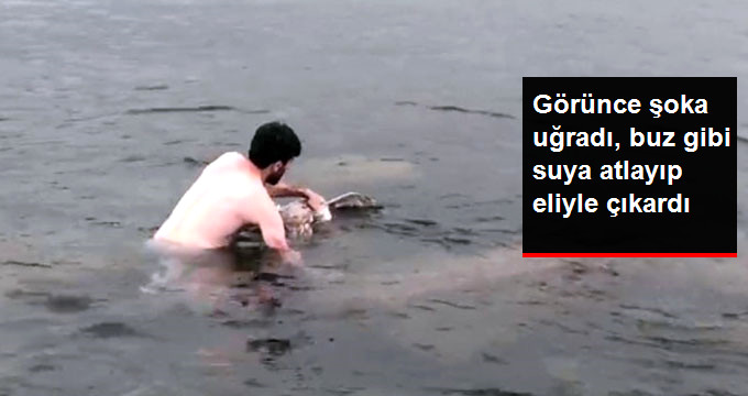 Ordulu Genç, Soğuk Havada Denize Atlayıp Martıyı Kurtardı