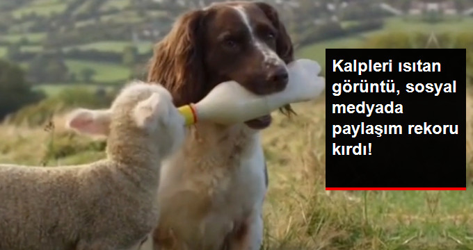 Köpeğin Kuzuyu Beslemesi, Sosyal Medyada Rekor Kırdı