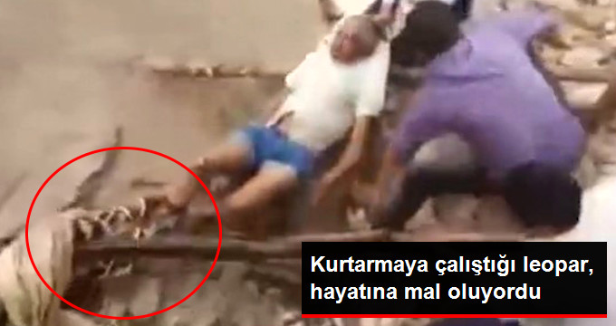 50 Yaşındaki Adam, Kurtarmaya Çalıştığı Leoparın Saldırısına Uğradı