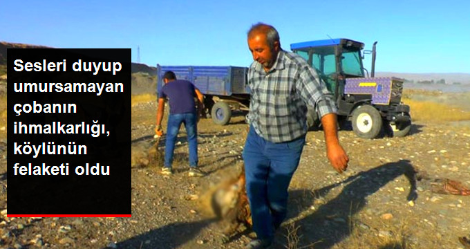 Çoban Uykuya Daldı, Sokak Köpekleri Sürüye Saldırıp 30 Koyunu Telef Etti