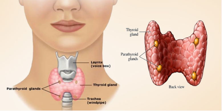 Tiroid bezine 3 haftalık çok güçlü doğal tedavi