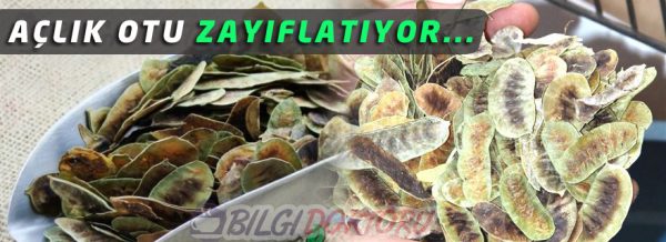 Kilo Sorunu Olanlar Dikkat Mucize Bitki Açlık Otu ile Çok Hızlı Zayıflayabilirsiniz