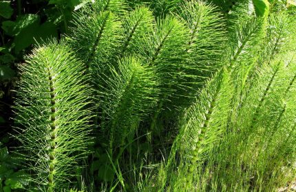 Şeker hastalığına bitkisel kesin çözüm