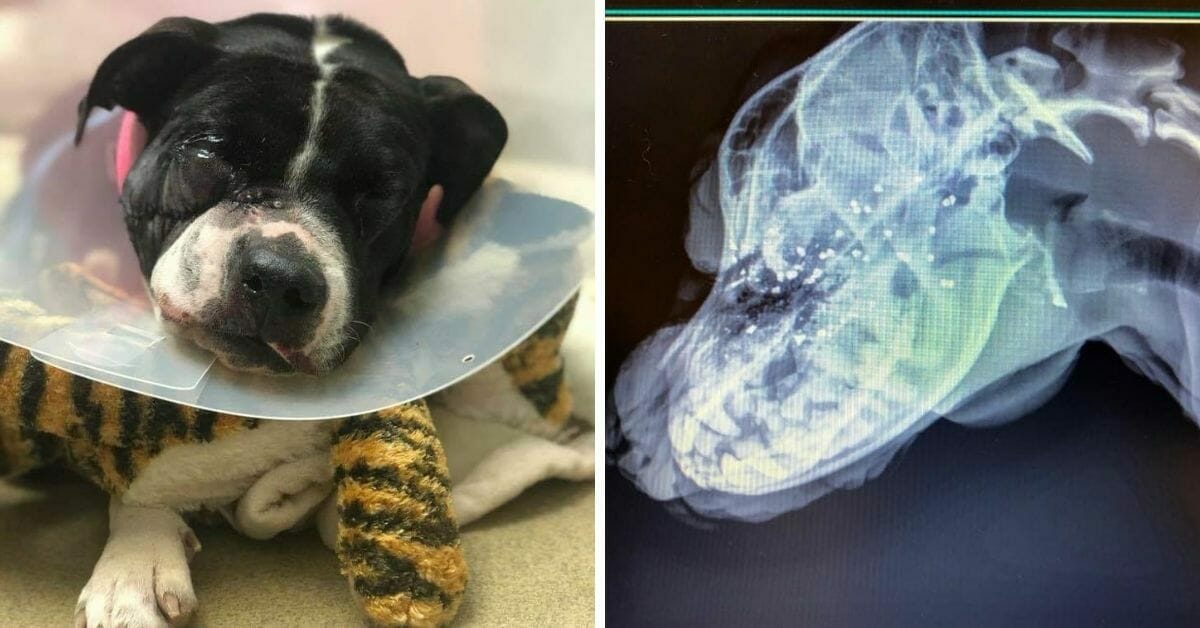 Suratına Ateş Edilen Köpek Hayatta Kalmayı Başardı – 1 Hafta Sonra Polis Acı ve İğrenç Gerçeği Ortaya Çıkardı