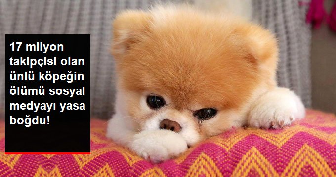 DÜNYANIN EN GÜZEL KÖPEĞİYDİ, ÖLÜMÜ 17 MİLYON TAKİPÇİSİNİ YASA BOĞDU