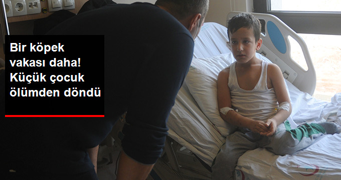 Mardin’de Başıboş Dolaşan Köpekler, 7 Yaşındaki Çocuğa Saldırdı!