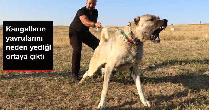 Kangalların Yavrularını Neden Yediği Ortaya Çıktı
