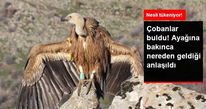 Kahramanmaraş’ta Çobanlar Nesli Tükenmekte Olan Akbaba Buldu!