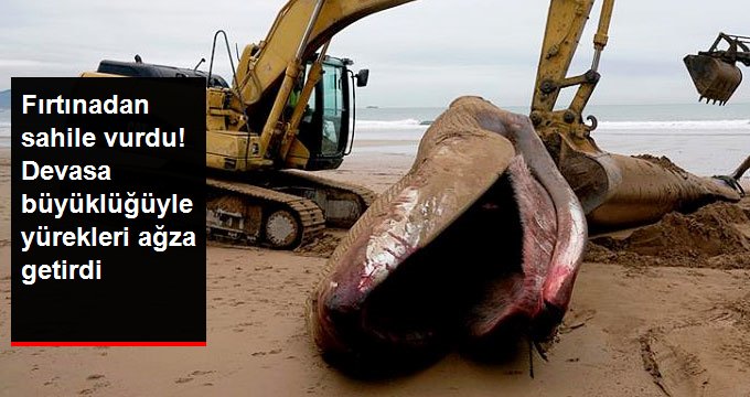 FIRTINA YÜZÜNDEN KIYIYA VURDU! YÜREKLERİ AĞZA GETİRDİ