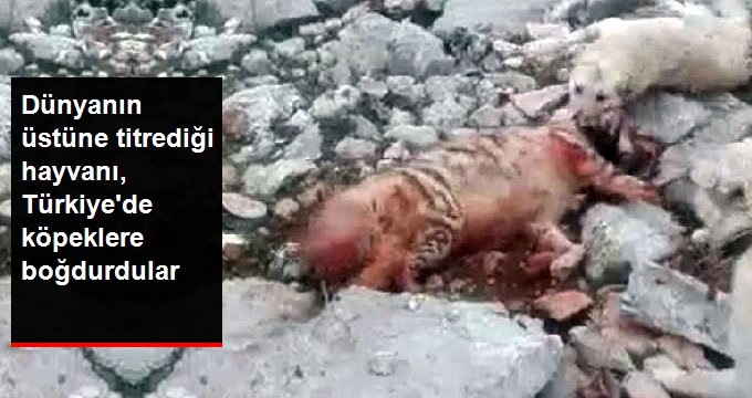 Nesli Tükenme Tehlikesi Altındaki Çizgili Sırtlanı, Köpeklere Boğdurdular