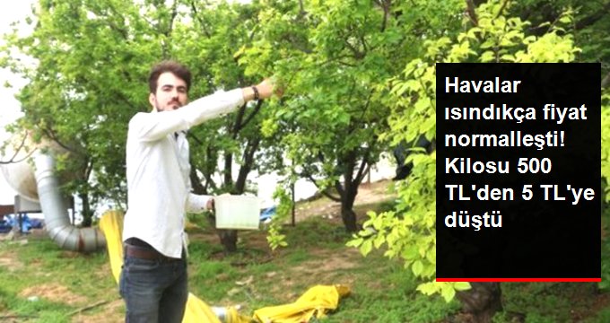 Eriğin Ateşi Söndü! Kilosu 5 TL’den Satılıyor