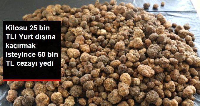 5 Kilo 700 Gram Trüf Mantarını Yurt Dışına Kaçırmak İsteyince 60 Bin Lira Cezayı Yedi