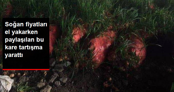 Soğan Fiyatları El Yakarken, Paylaşılan Bir Görüntü Kafa Karıştırdı