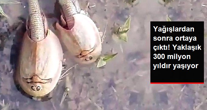 İran’da 200 Milyon Yıllık Yaşayan Fosil Görüldü