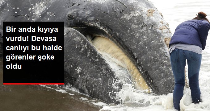 BİR ANDA KIYIYA VURDU! DEVASA CANLIYI BU HALDE GÖRENLER ŞOKE OLDU