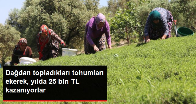 HATAY’IN EŞSİZ BİTKİSİNİ YETİŞTİREN KÖY HALKI, YILDA 25 BİN LİRA KAZANIYORLAR!