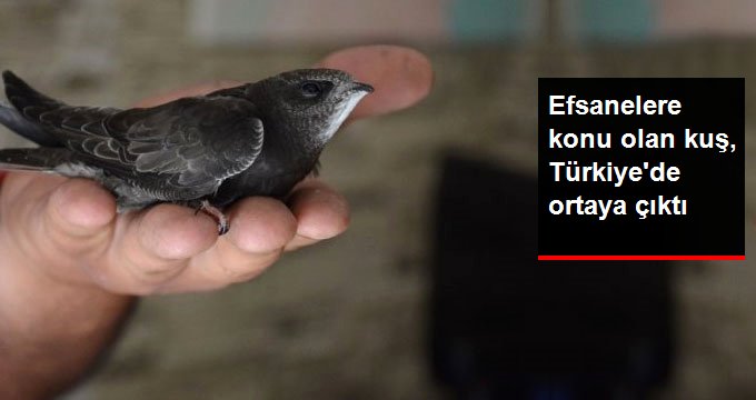 Hatay’da Dini Hikayelere Konu Olan Ebabil Kuşu Bulundu