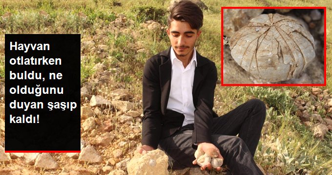 HAYVAN OTLATIRKEN BULDU, NE OLDUĞUNU DUYAN ŞAŞIP KALDI!